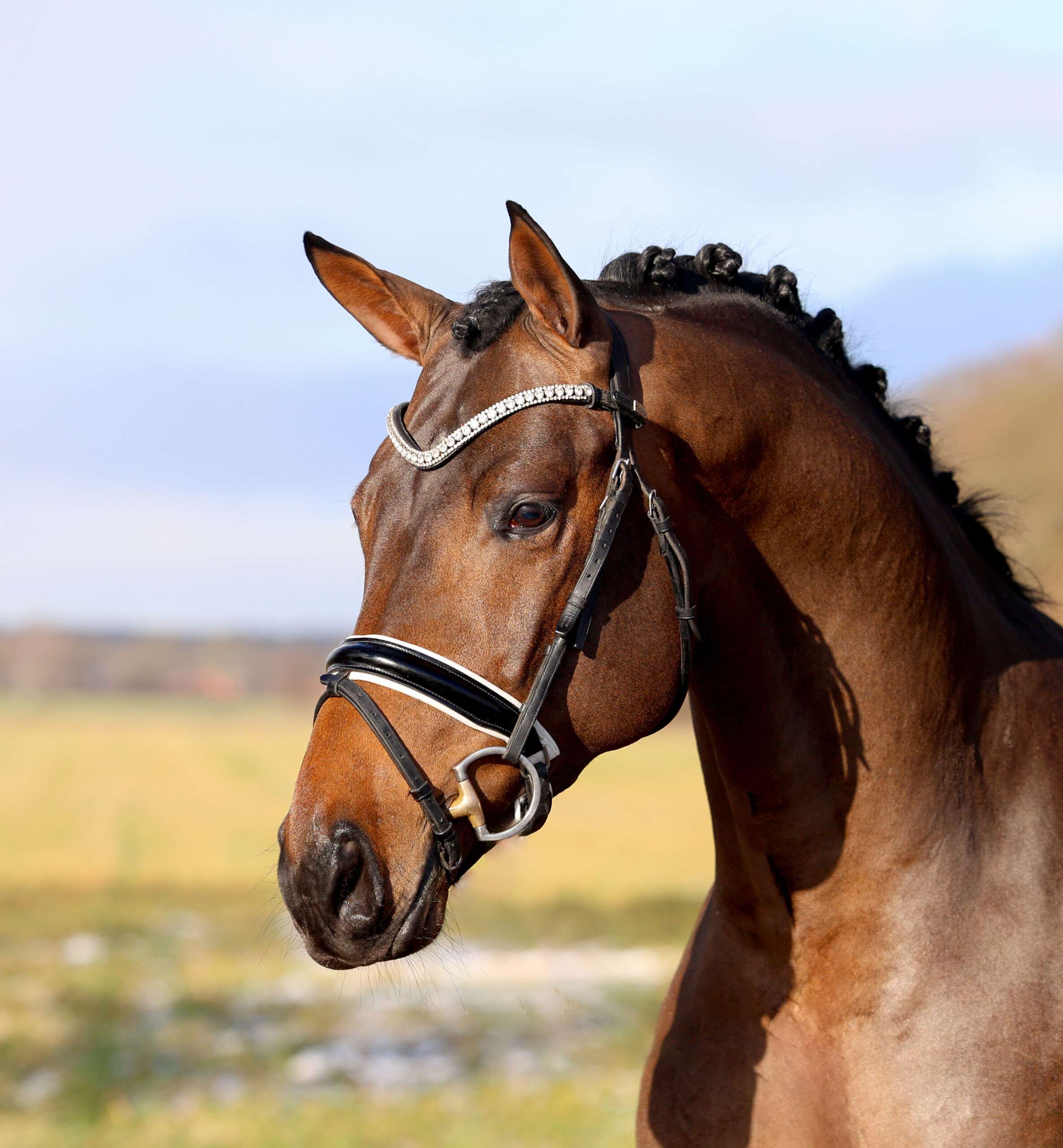 Sir Gribaldi Stallion